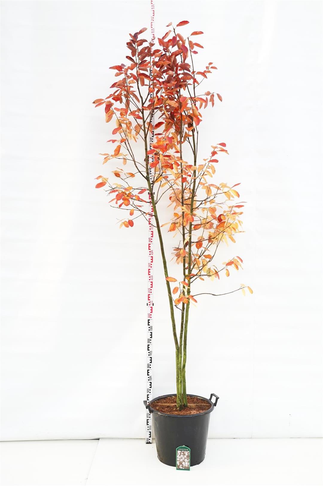 Amelanchier lamarckii C35 (35 liters kruka) 200-250 cm