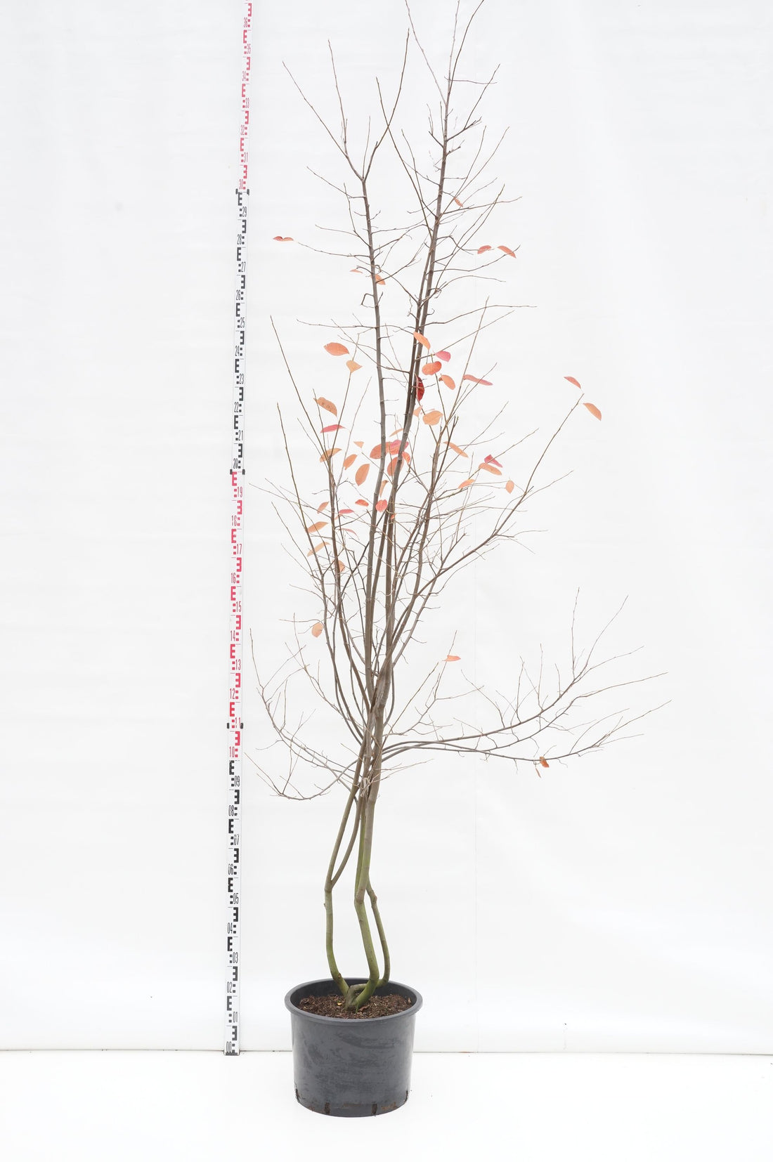 Amelanchier lamarckii C35 (35 liters kruka) 250-300 cm flerstammig