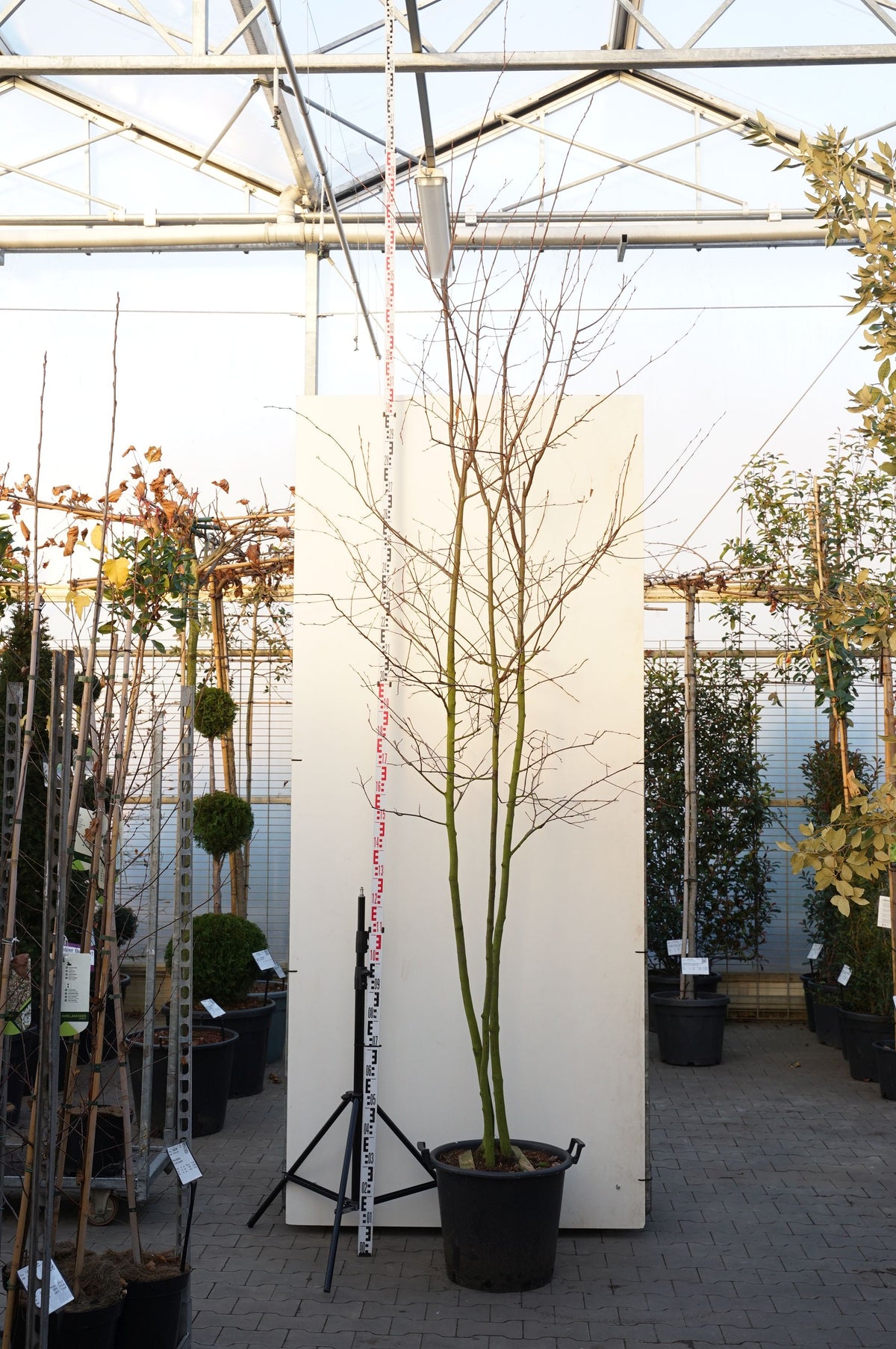 Amelanchier lamarckii 8-10 cm Högstam C50 (50 liters kruka)