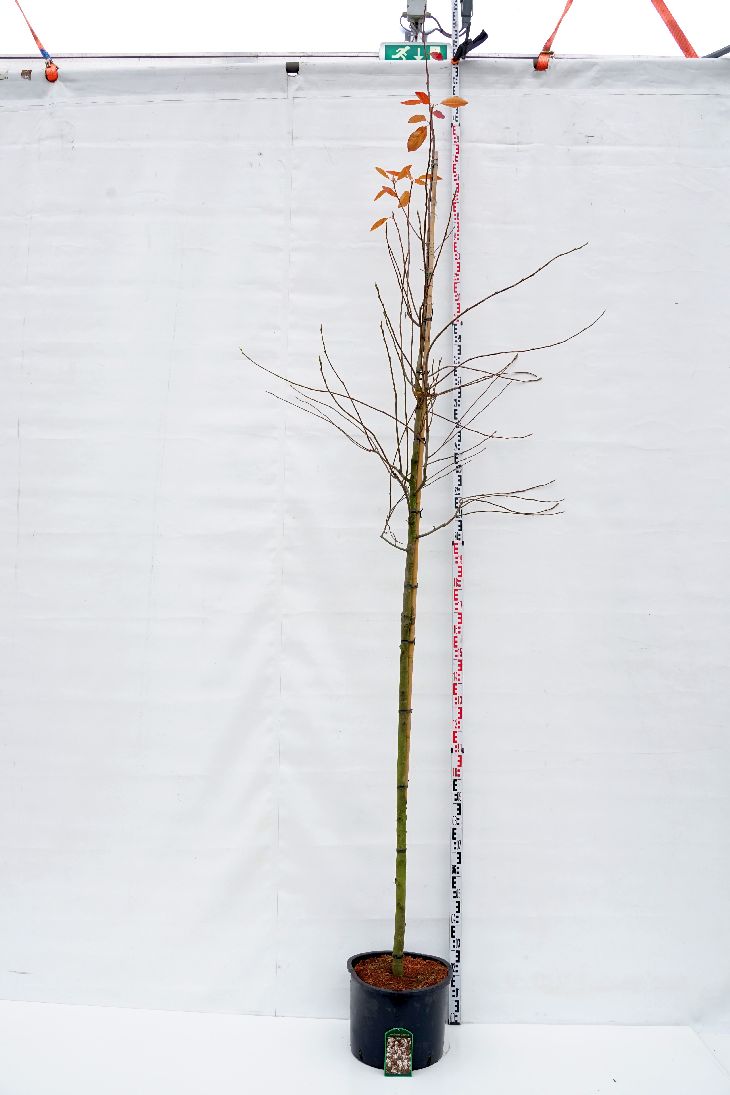 Amelanchier lamarckii 10-12 cm stam, C35 (35 liters kruka)
