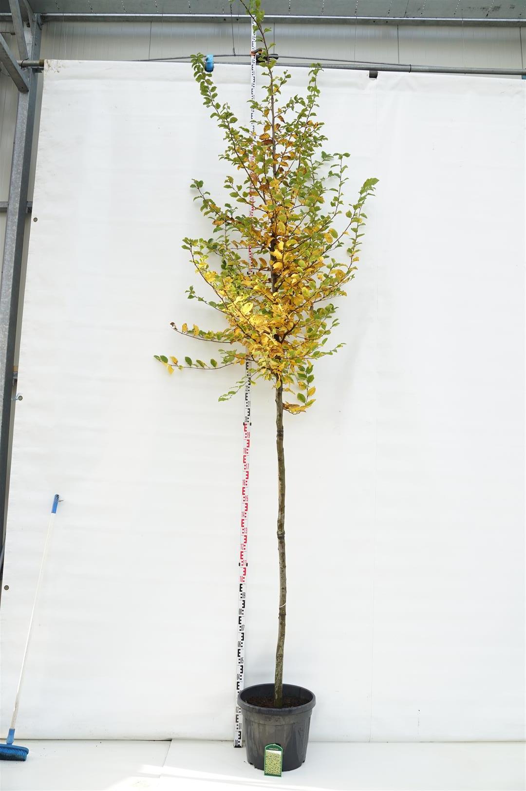 Carpinus betulus stam 200 cm, omkrets 12-14 cm, C45 (45 liters kruka)