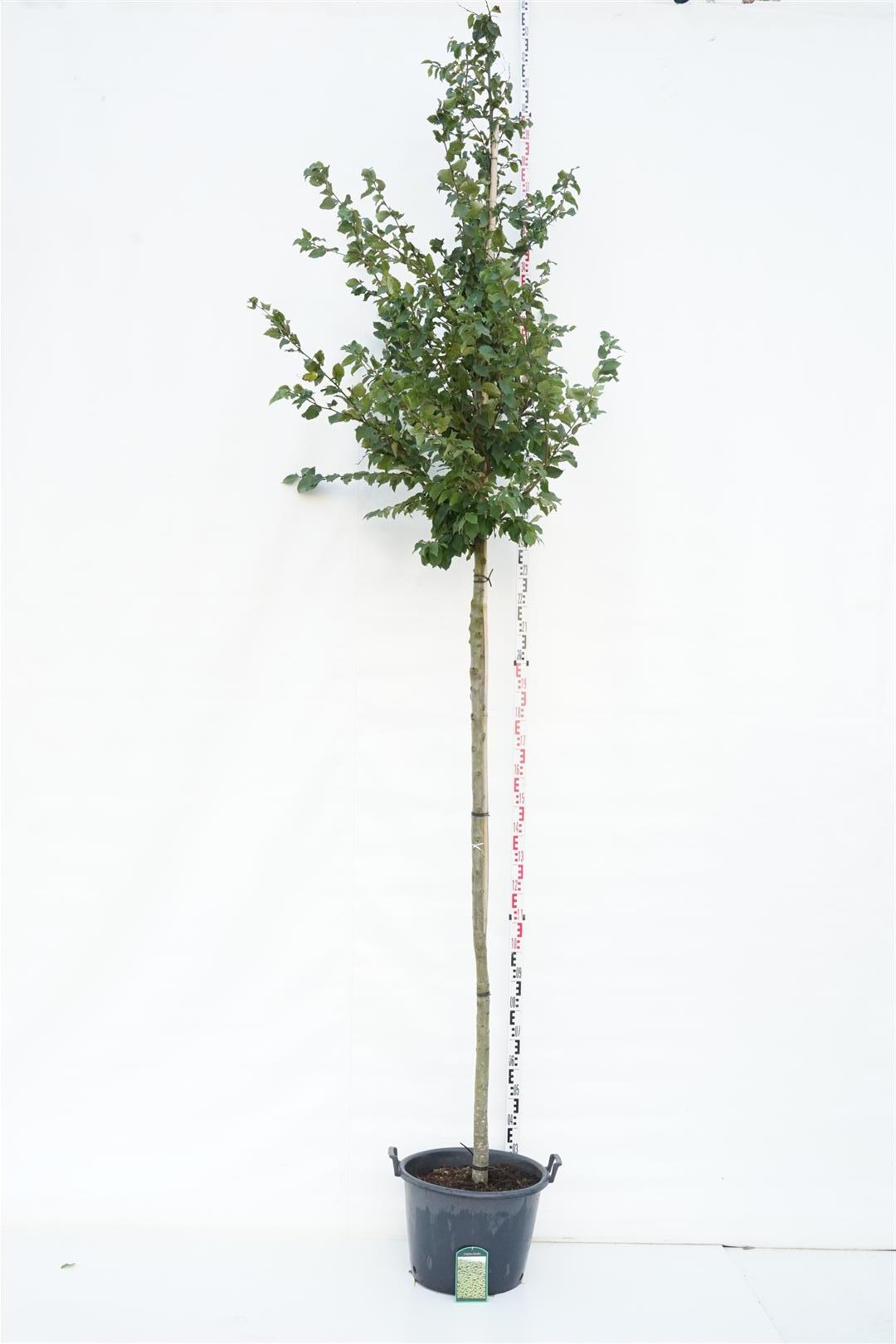 Carpinus betulus stam 200 cm omkr. 12-14 cm C50 (50 liters kruka)