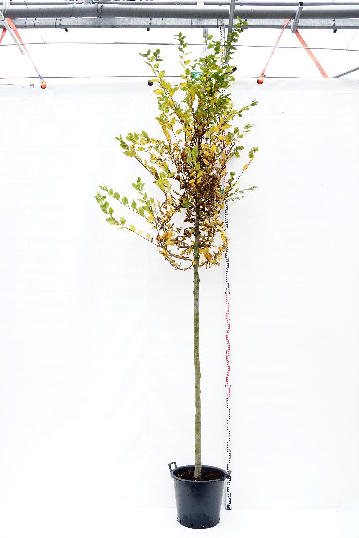 Carpinus betulus stam 200 cm, stamomkrets 14-16 cm, C50 (50 liters kruka)