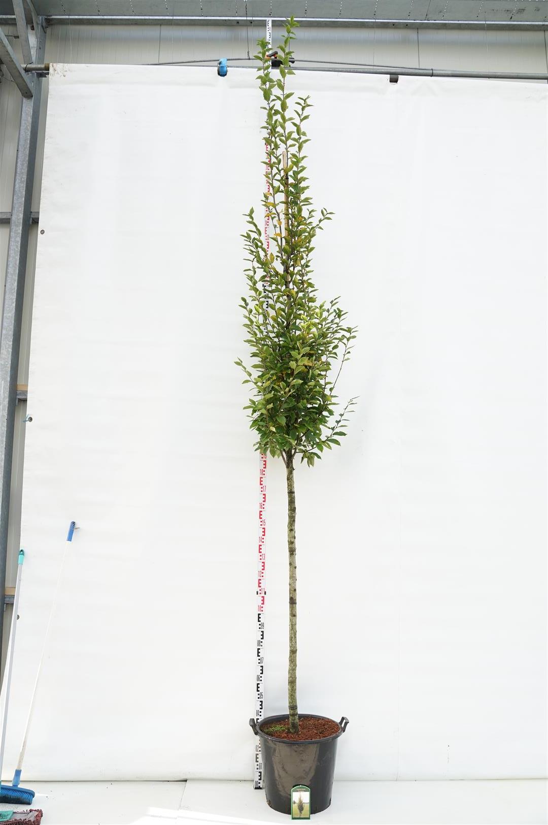 Carpinus bet. &
