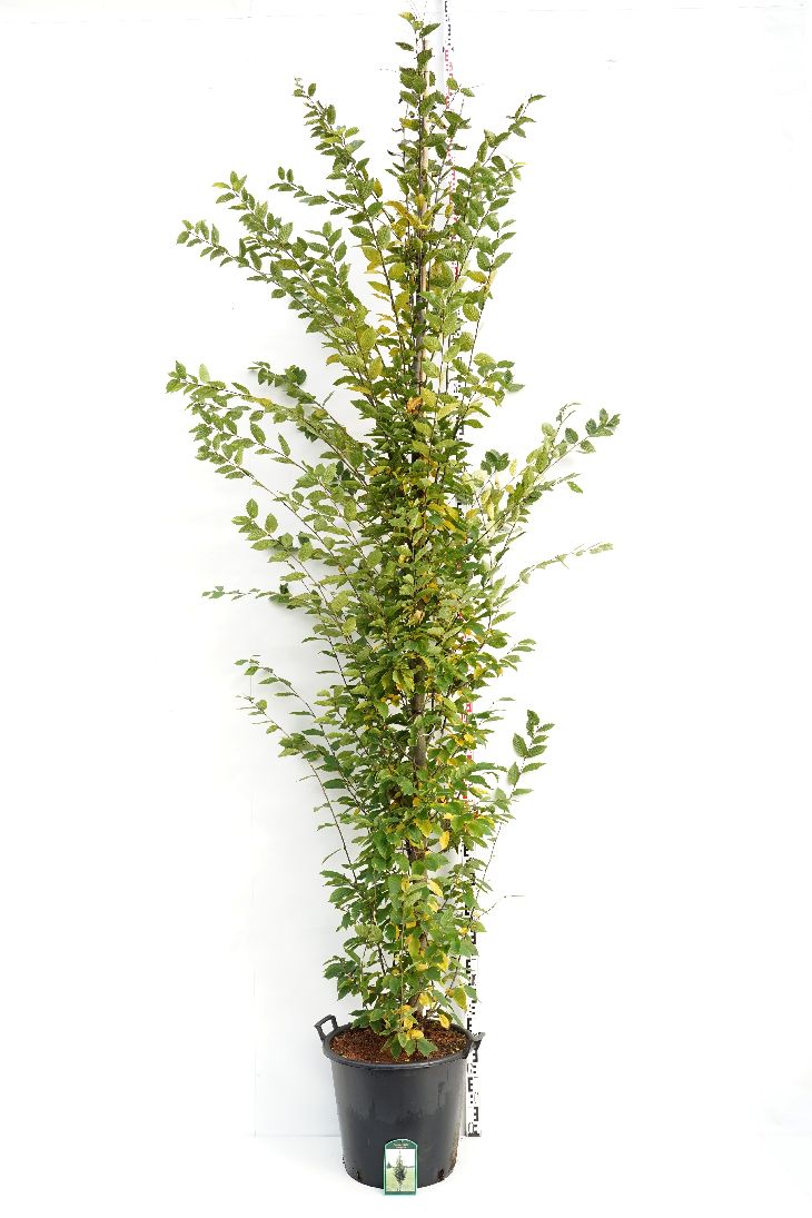 Carpinus bet. &