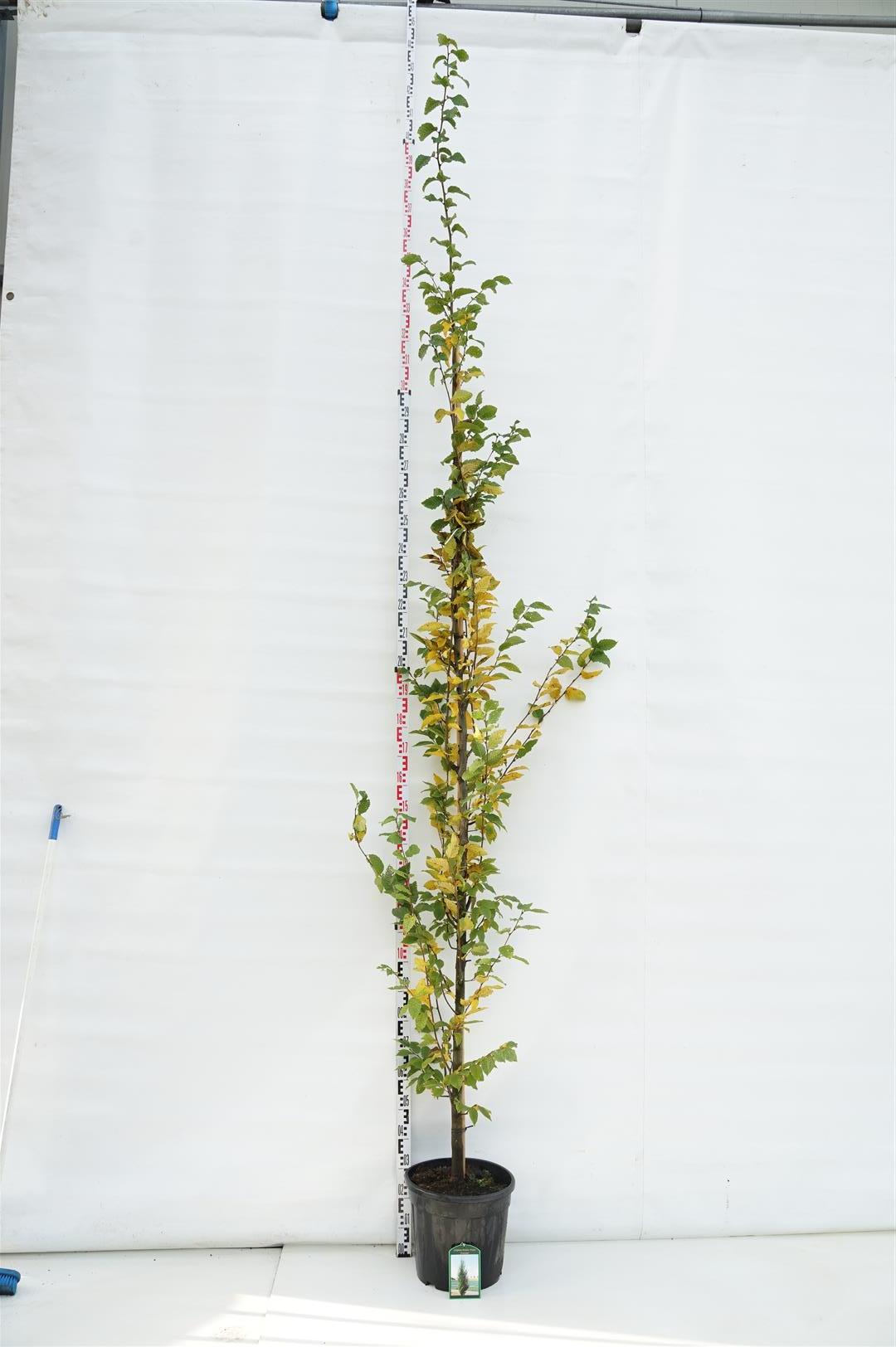 Carpinus betulus &