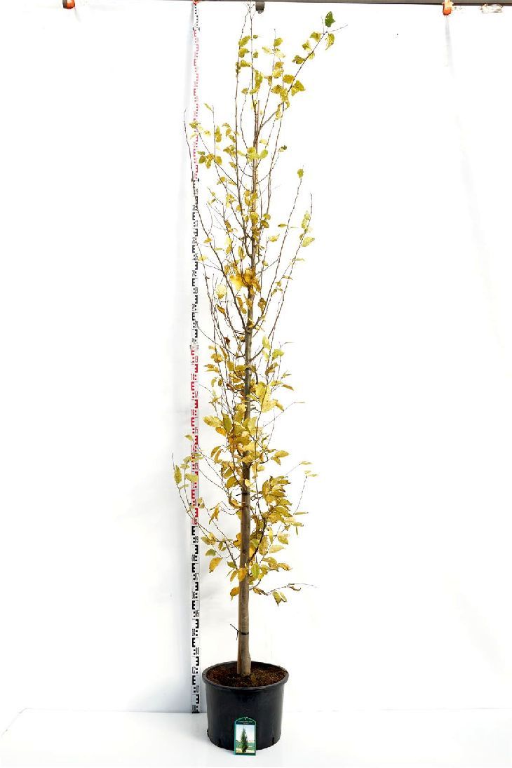 Carpinus betulus &
