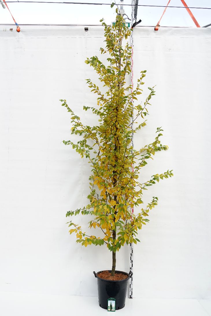 Carpinus betulus &