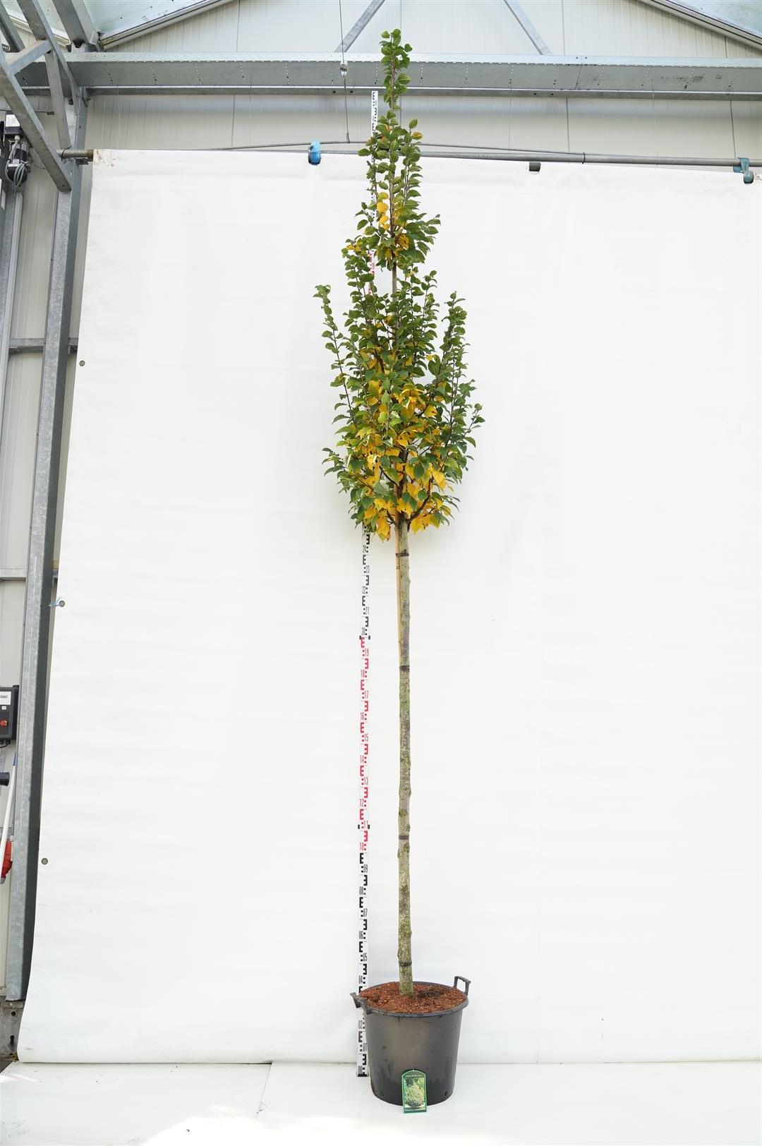 Carpinus betulus &