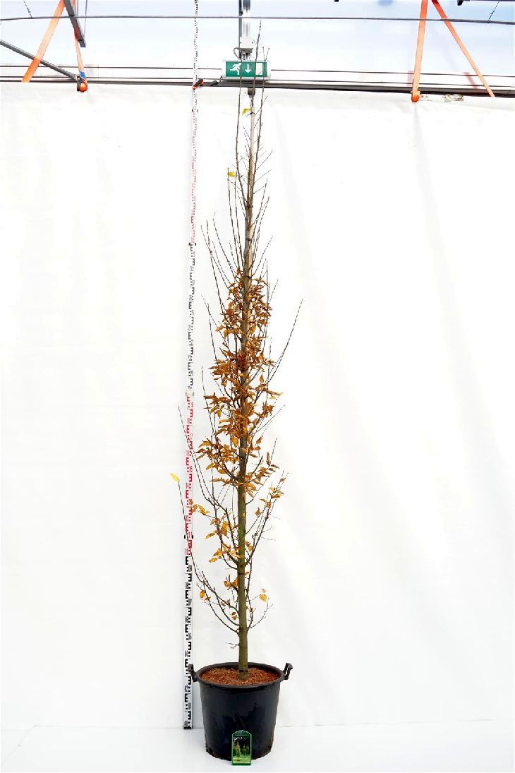 Carpinus bet. &