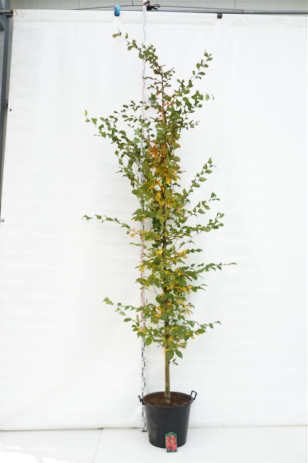 Avenbok Carpinus betulus &