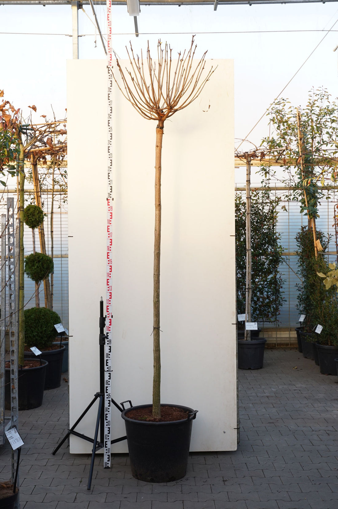 Catalpa bungei stam 225 cm omkrets 14-16 cm C70 (70 liters kruka)