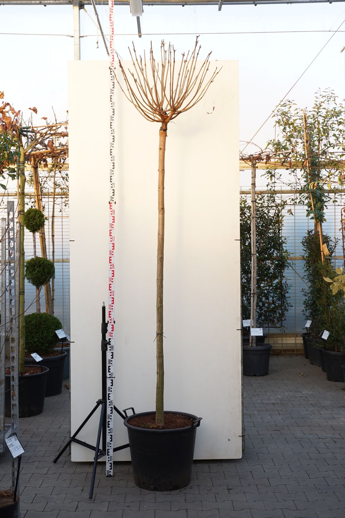 Catalpa bungei stam 225 cm omkrets 14-16 cm C70 (70 liters kruka)