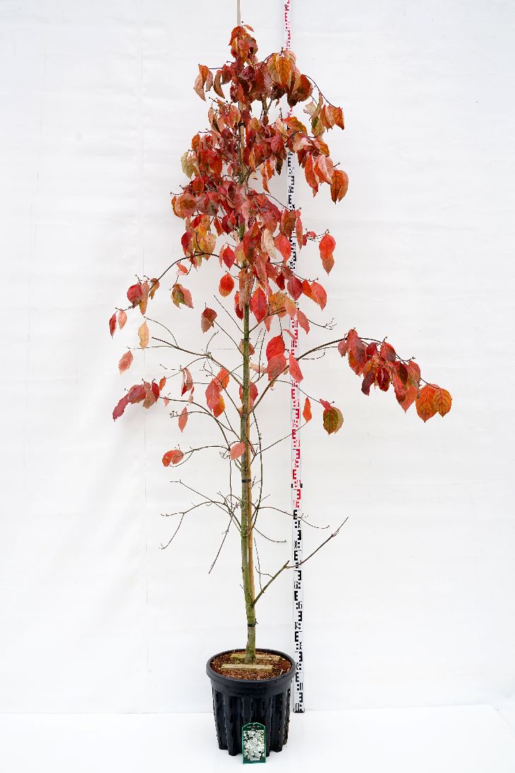 Cornus &