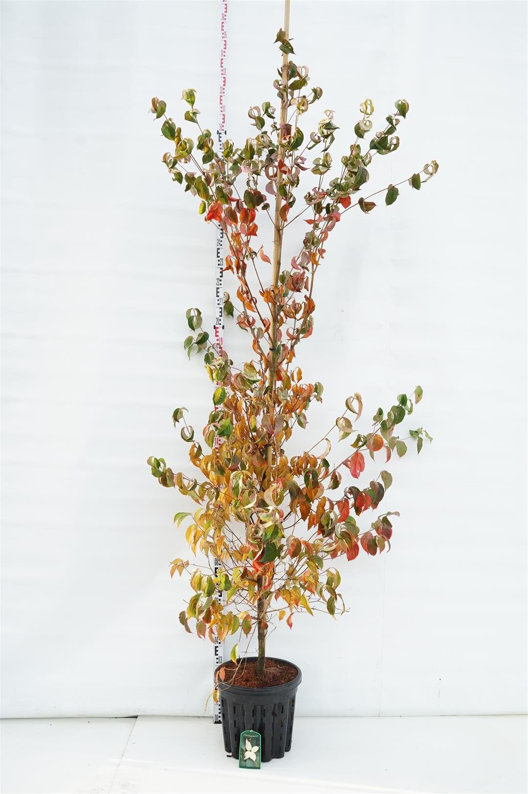 Cornus kousa chinensis C2 (2 liters kruka) / 17 cm kruka 30-35 cm