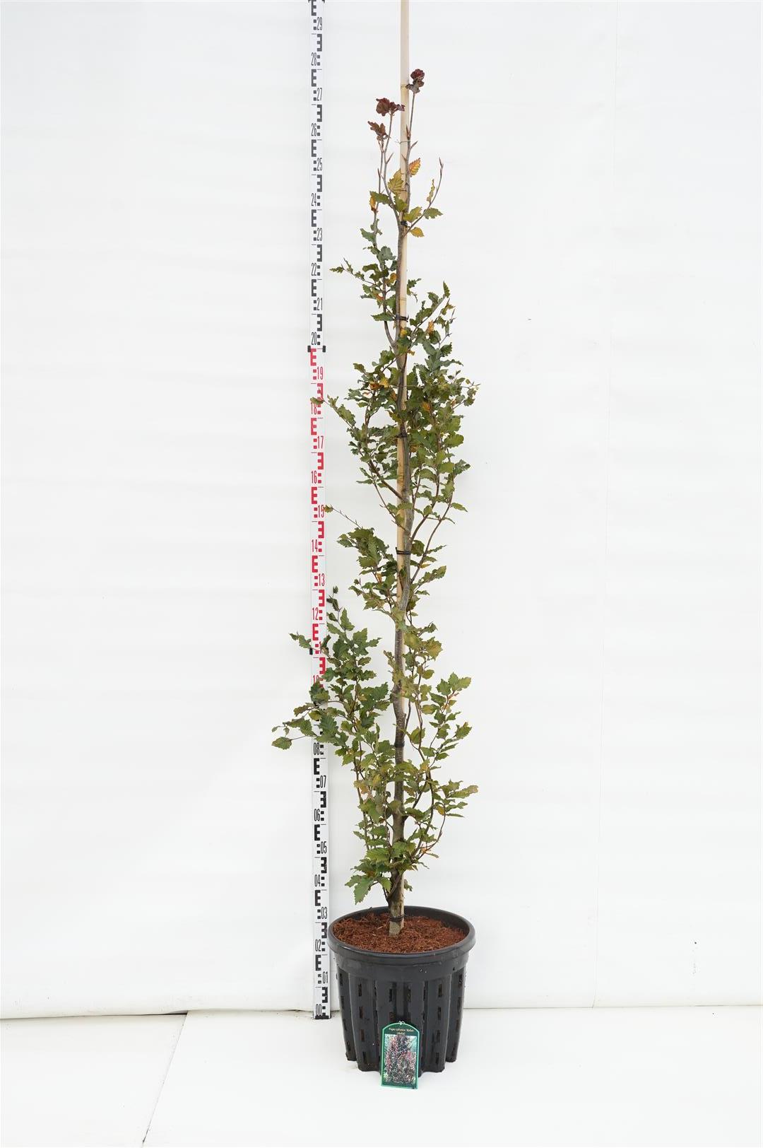 Fagus syl. &