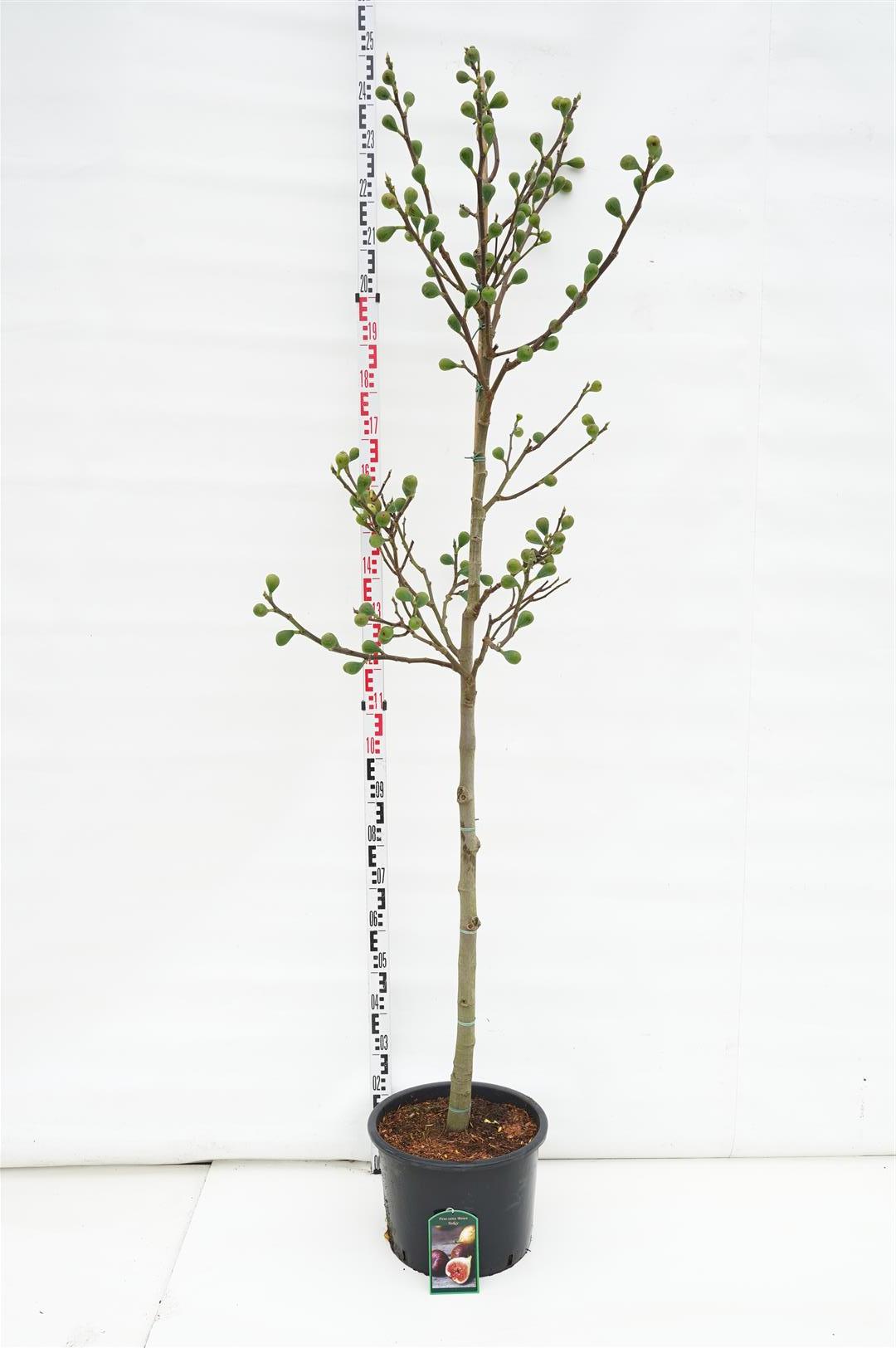 Ficus carica &