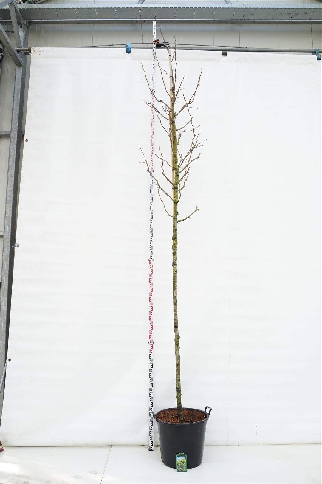 Gleditsia triacanthos &