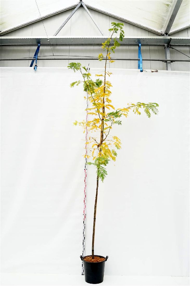 Gleditsia triacanthos &