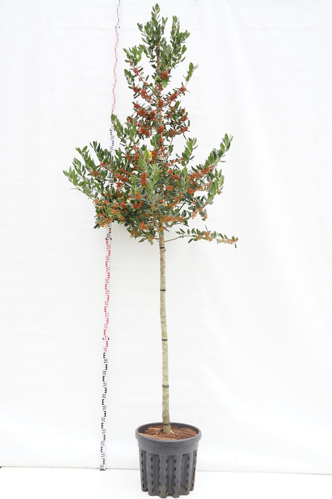 Ilex &