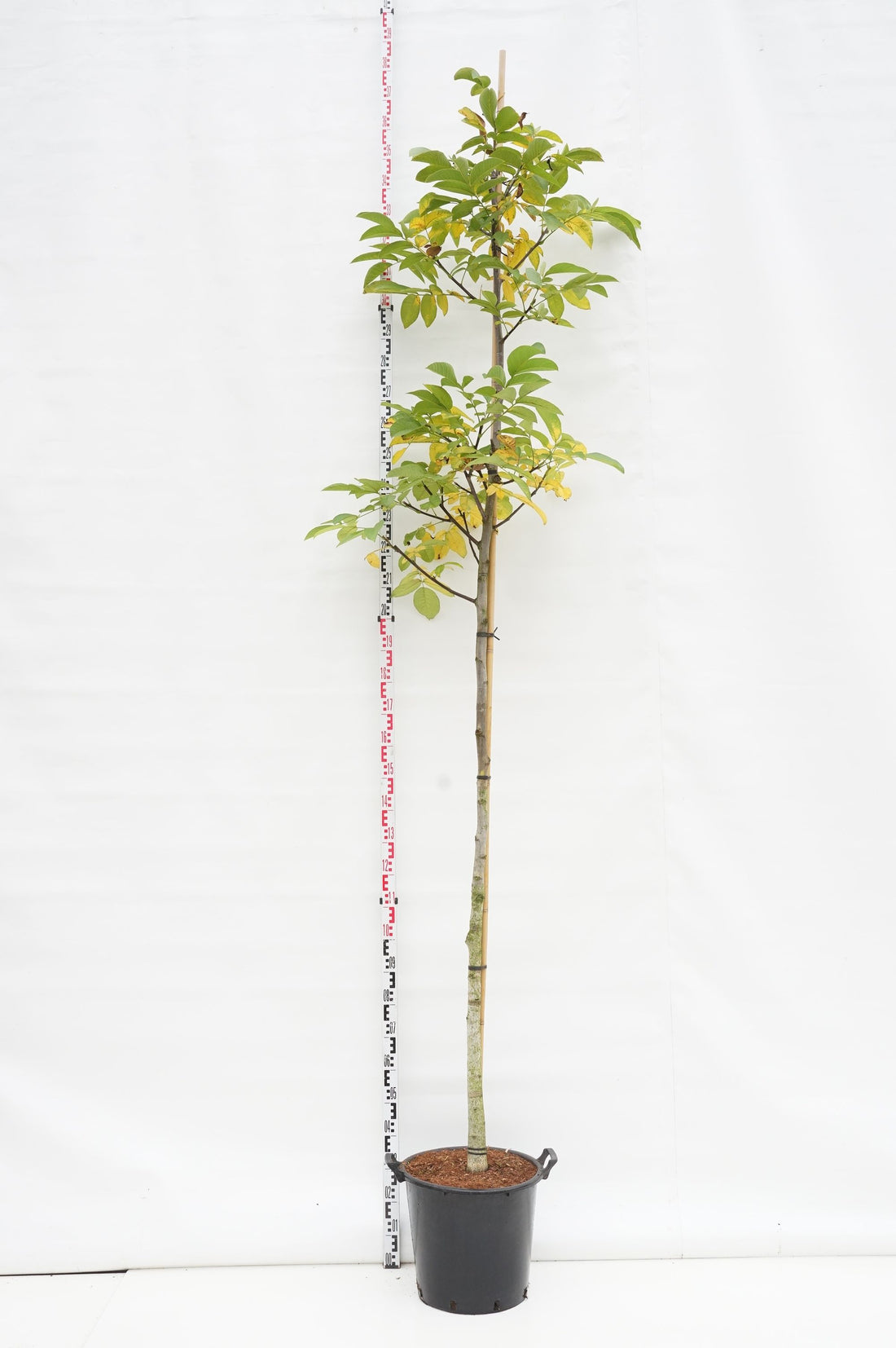 Juglans regia (Äkta valnöt) stamomfång 10-12 cm, C35 (35 liters kruka)