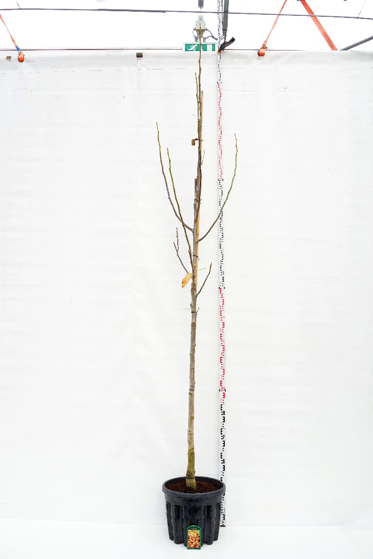 Juglans regia (Äkta valnöt) Stam 12-14 cm C50 (50 liters kruka)
