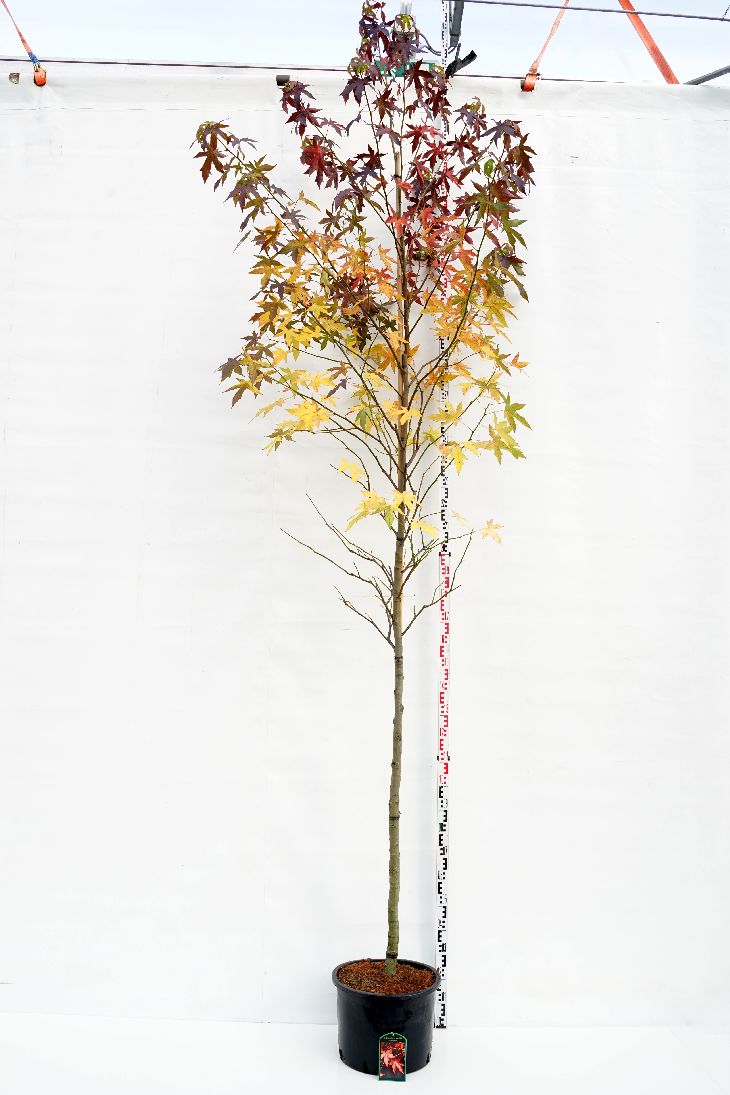 Liquidambar st. &