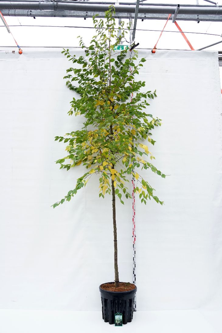 Ostrya carpinifolia 12-14 cm C50 (50 liters kruka)