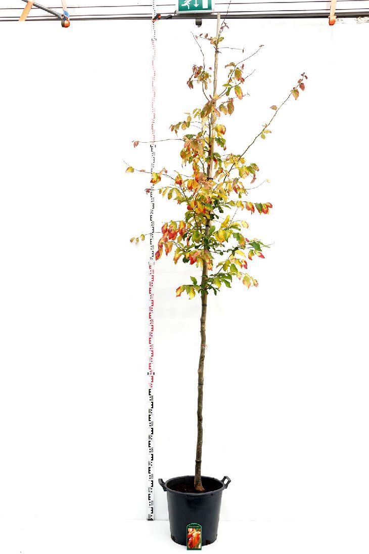 Parrotia persica &