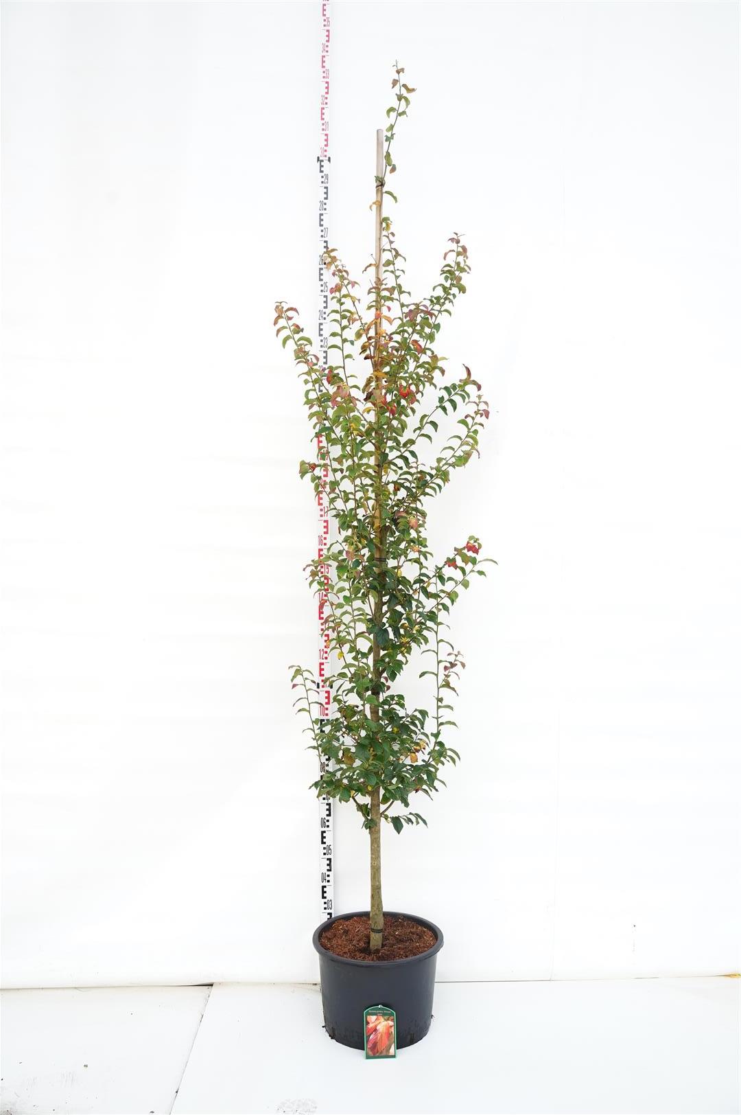 Parrotia persica &