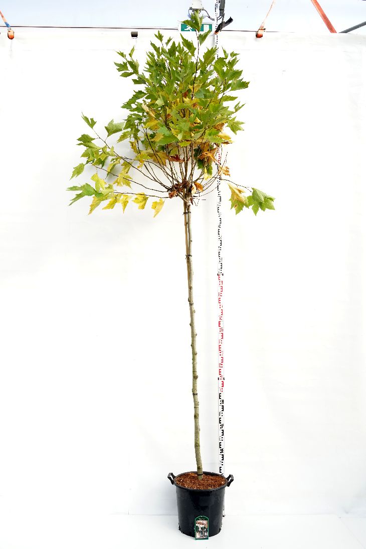 Platanus hispanica &
