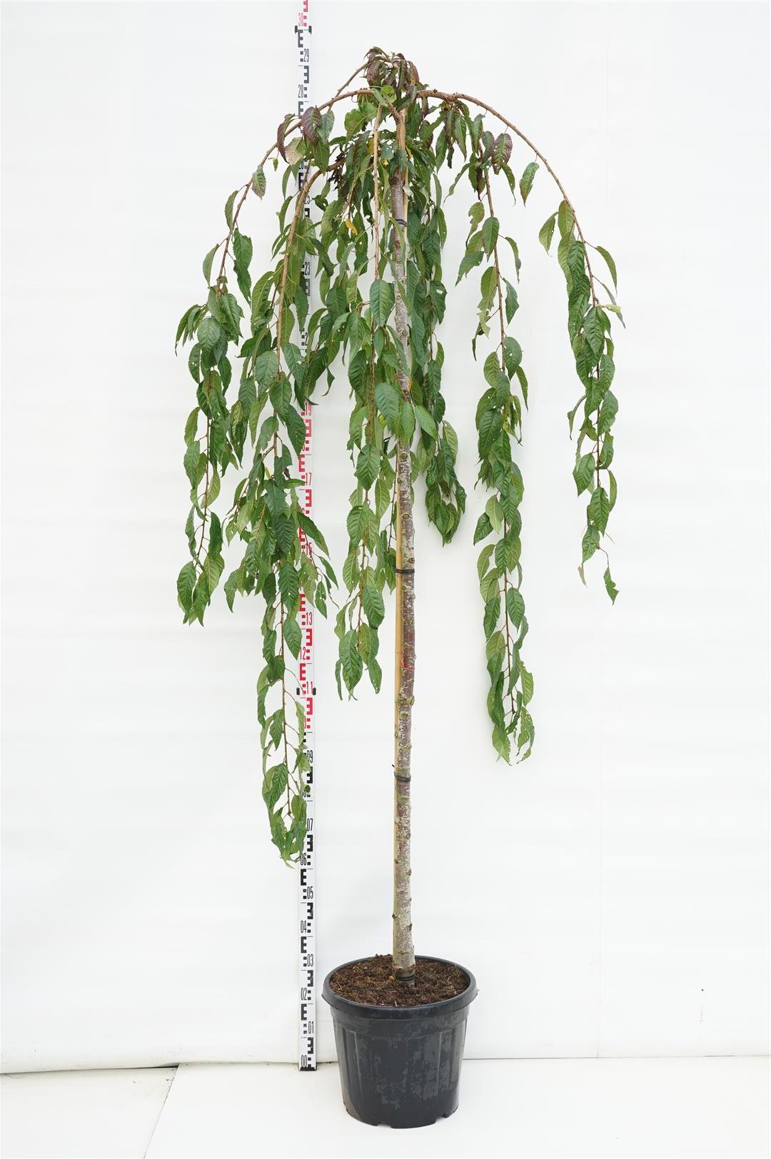 Prunus &