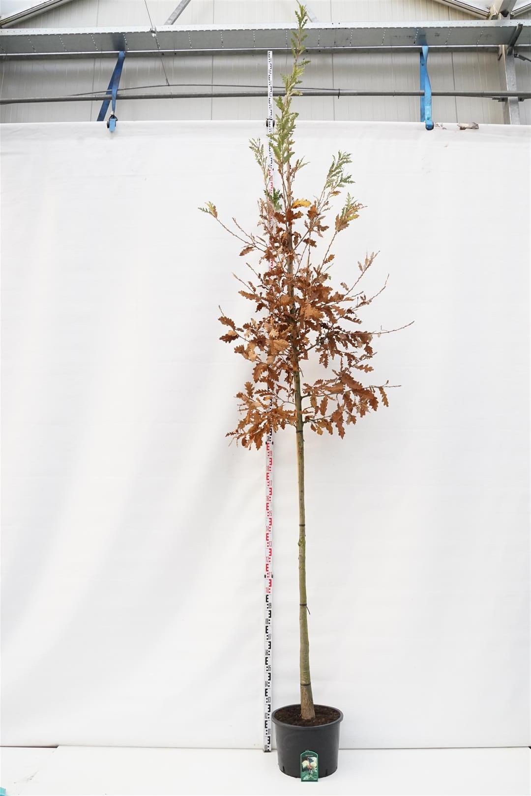 Quercus cerris 10-12 cm, C50 (50 liters kruka)
