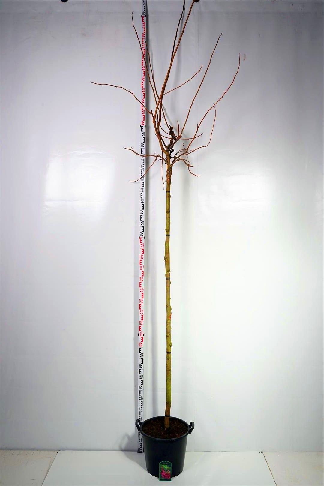 Robinia elliottii - Stam 225 cm, stamomkrets 10-12 cm, C35 (35 liters kruka)