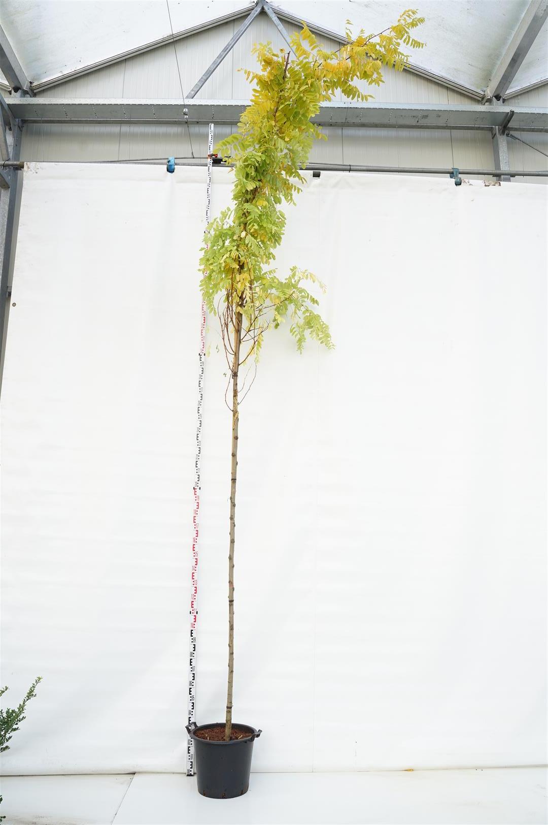 Robinia pseudoacacia &