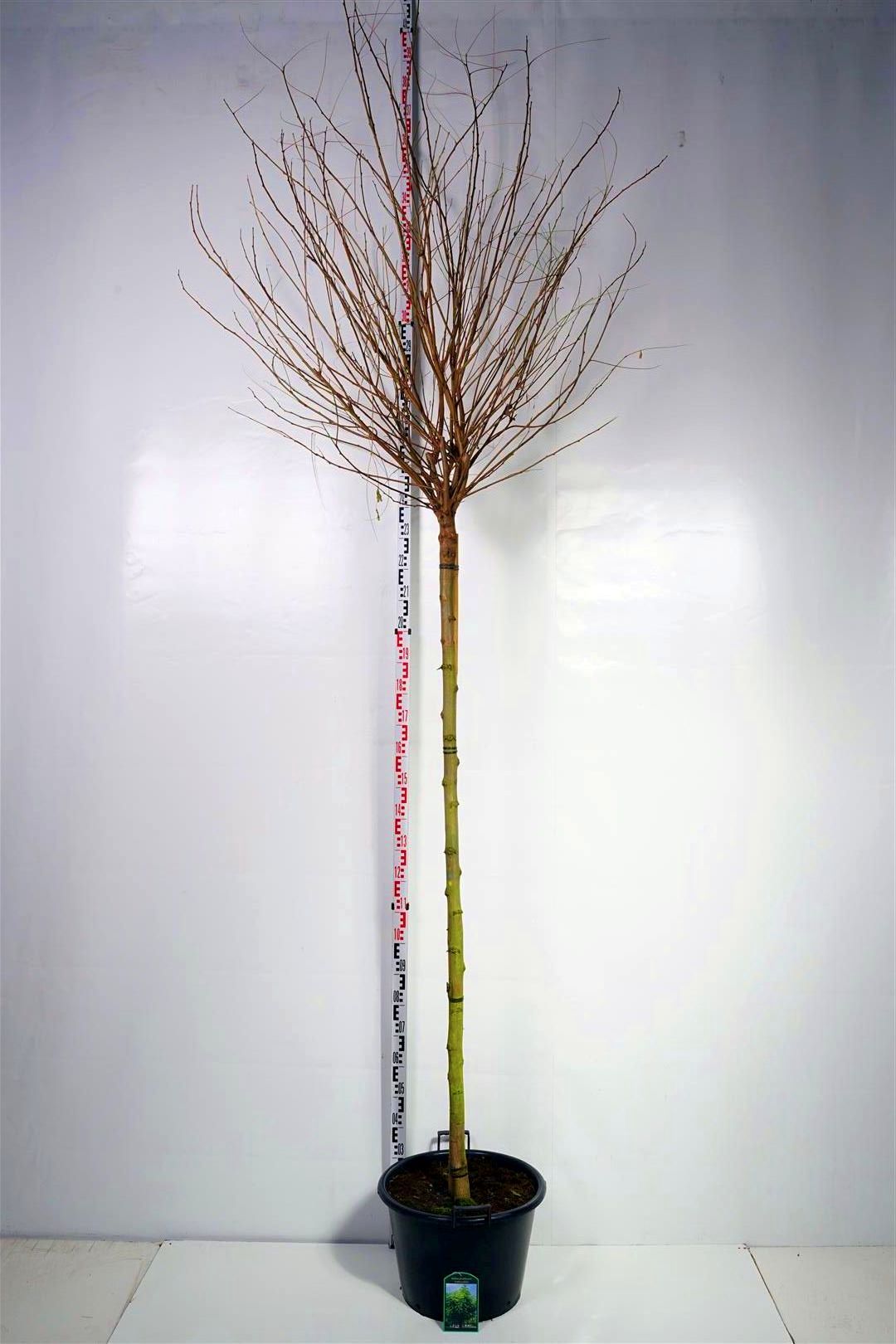 Klotrobinia Robinia pseudoacacia &