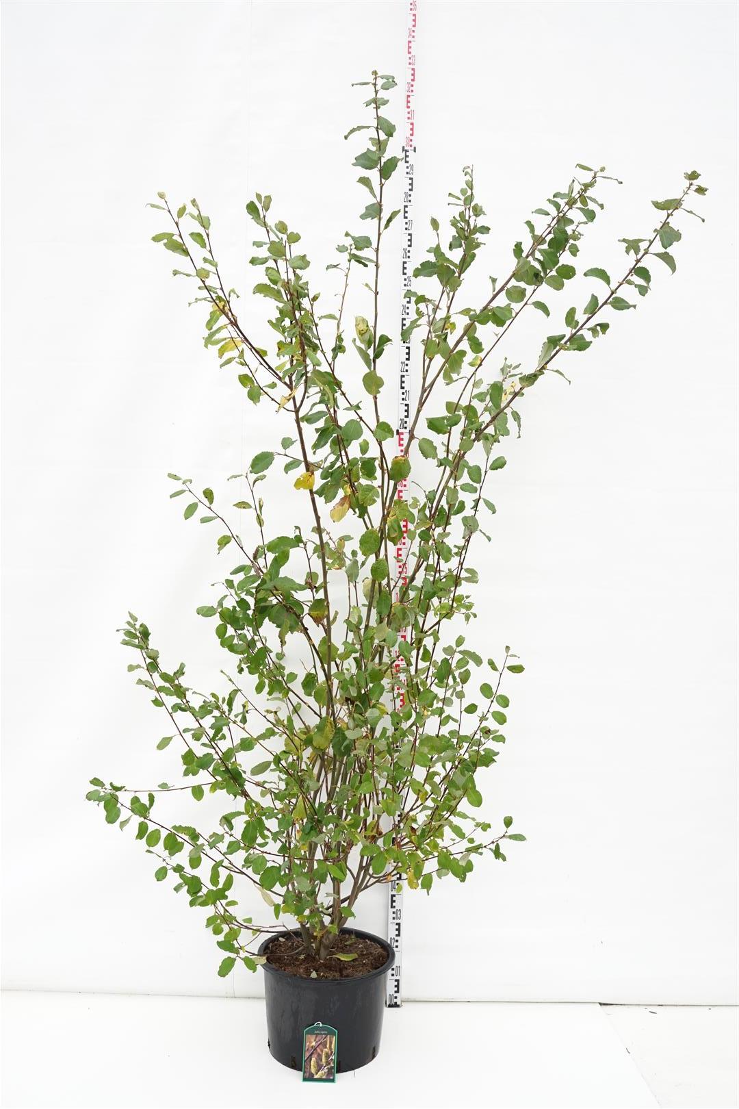 Salix caprea C7,5 (7,5 liters kruka) 80-100 cm