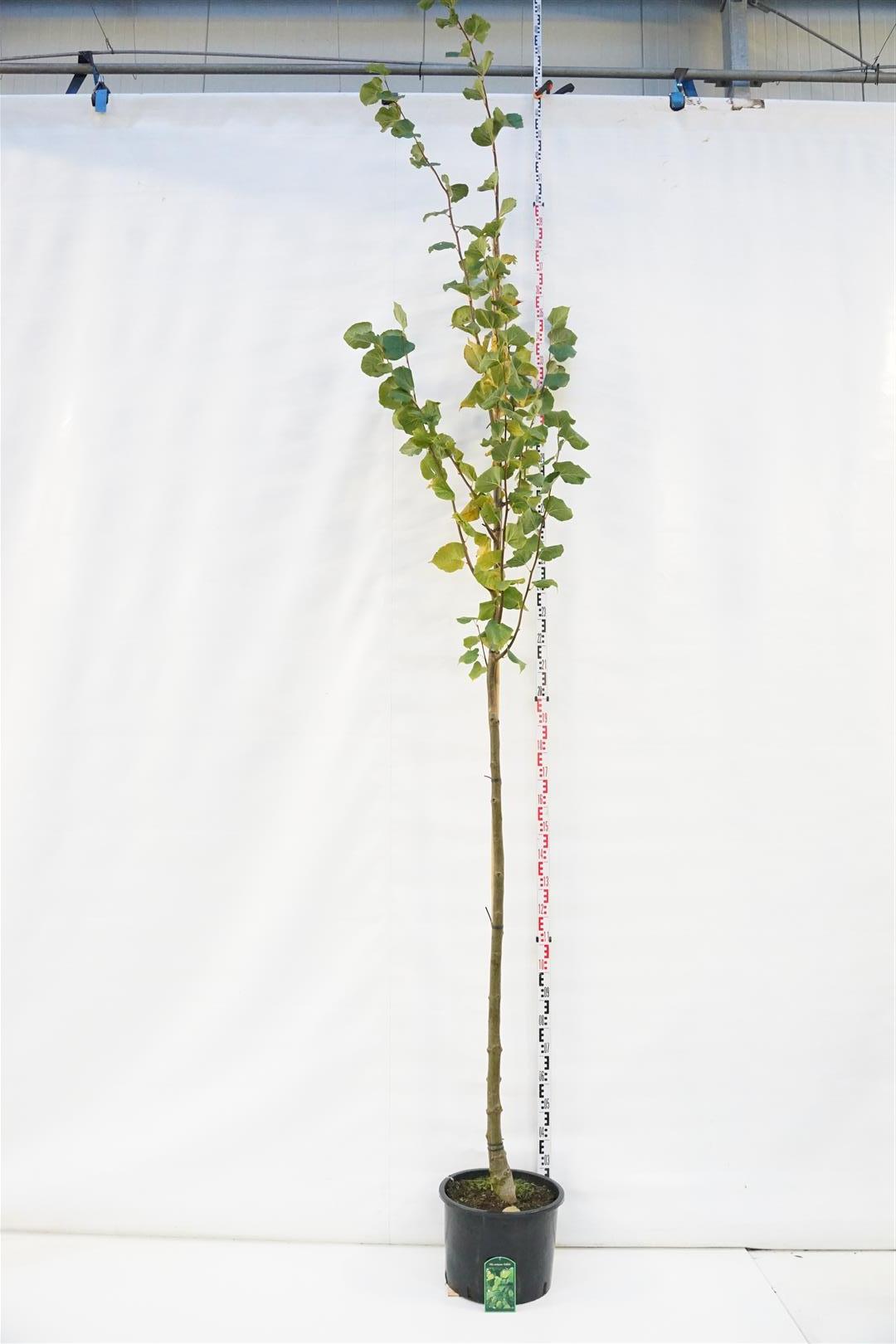 Tilia europaea &