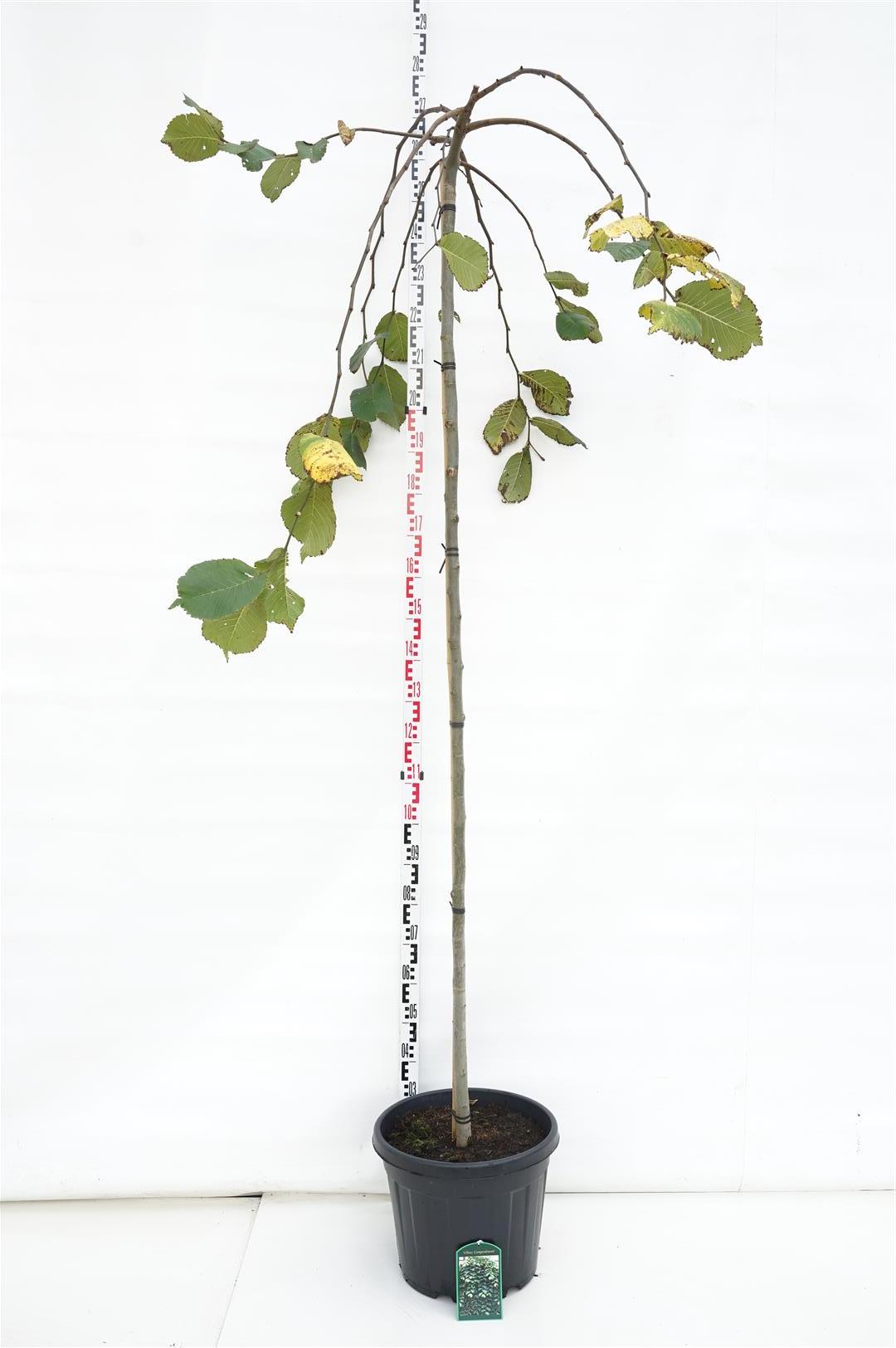 Ulmus &
