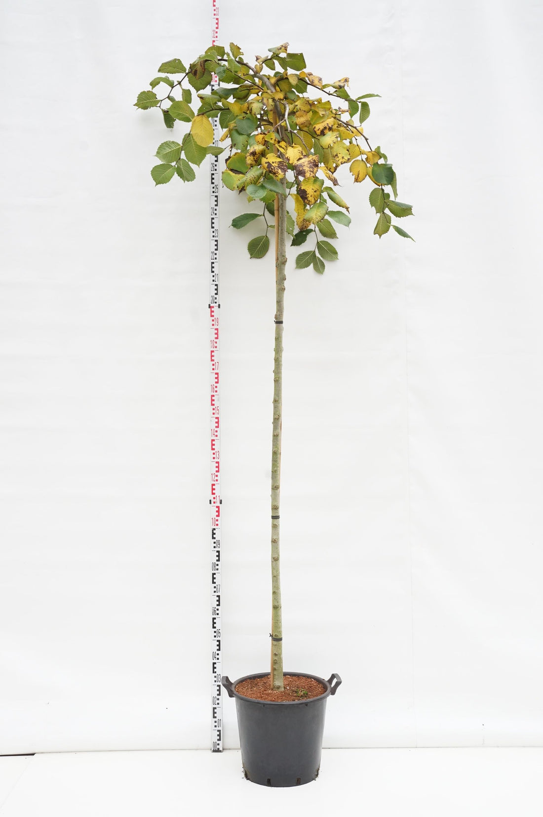 Ulmus &
