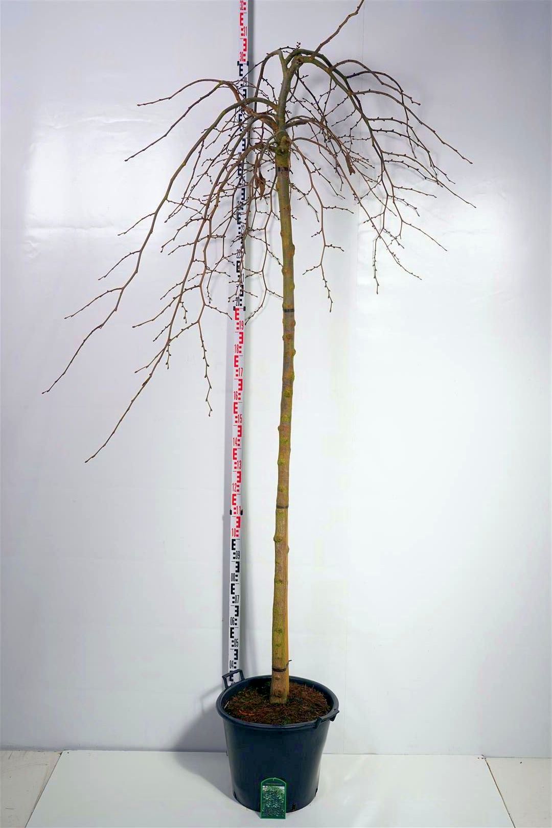 Ulmus &