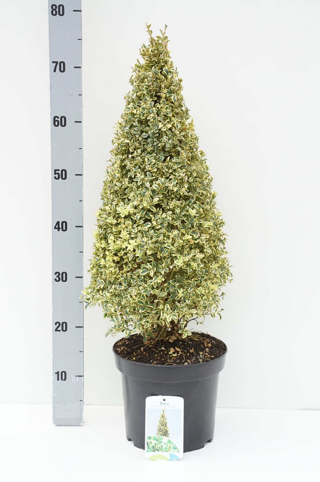 Ulmus hollandica &