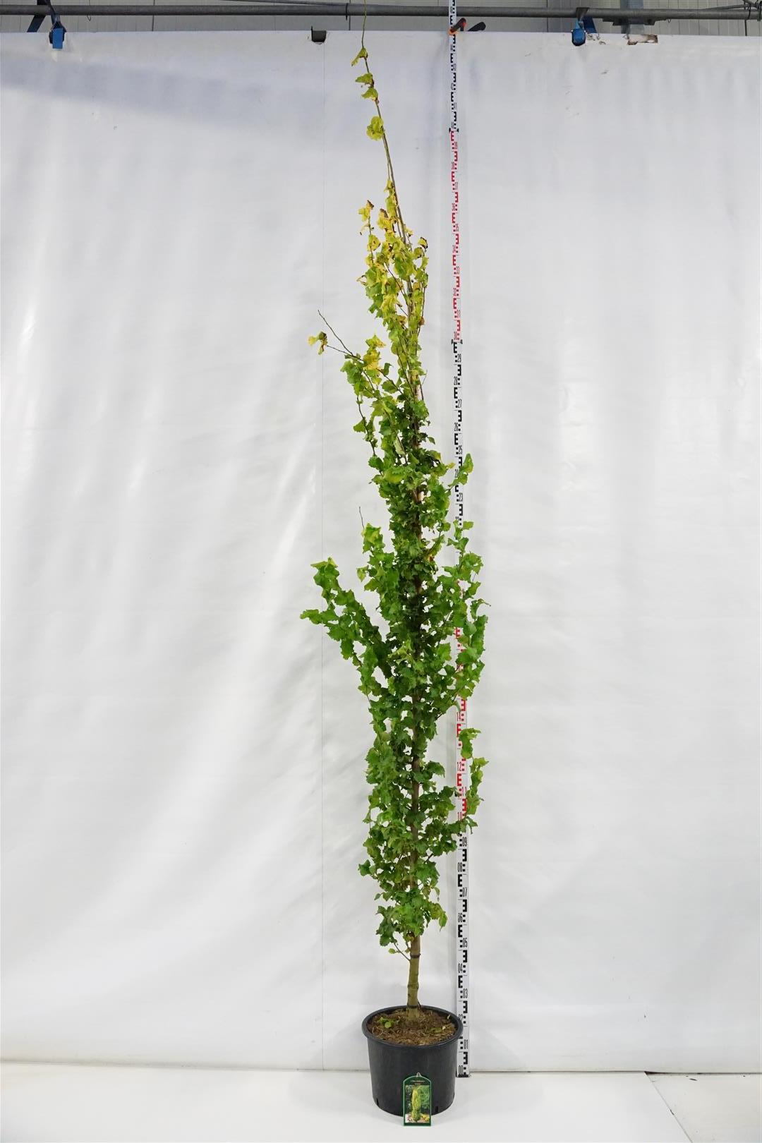 Ulmus hollandica &