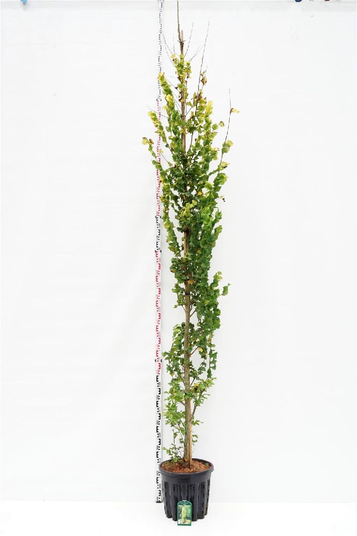 Ulmus hollandica &