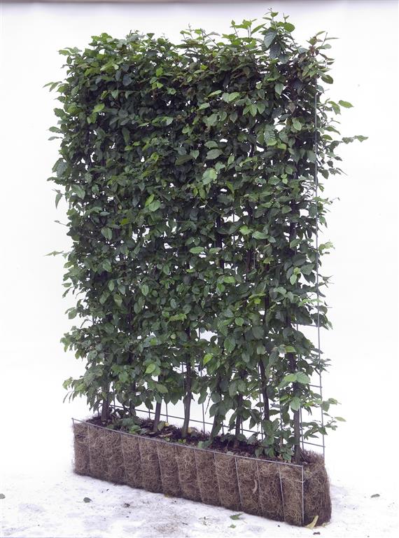Carpinus betulus färdig häck 120x150 cm