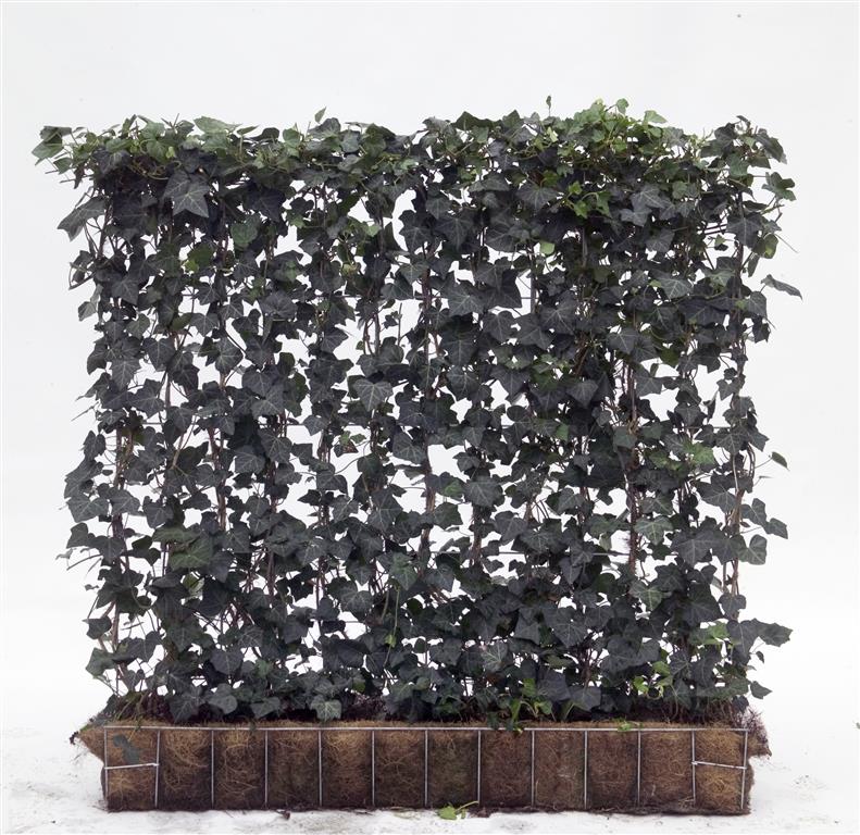 Hedera helix &