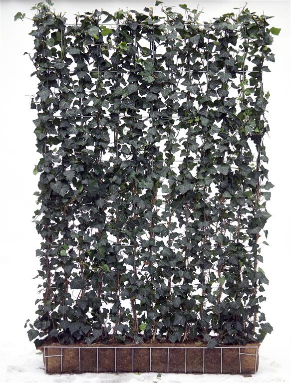 Hedera helix &