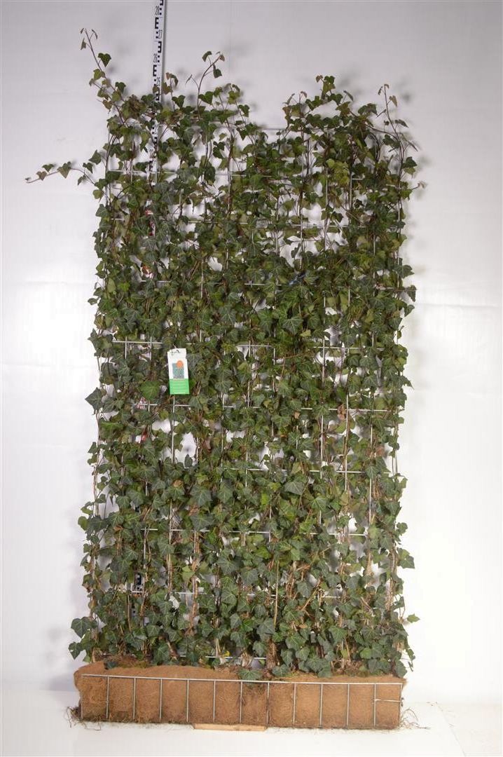 Hedera helix &
