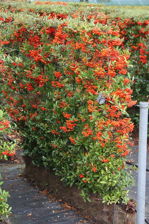 Pyracantha &