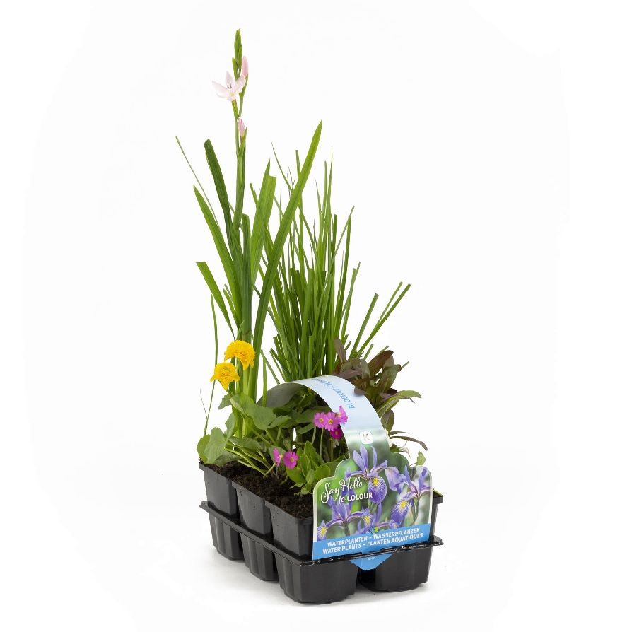 Blommande vattenväxter 6-pack
